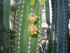 Kaktusz 