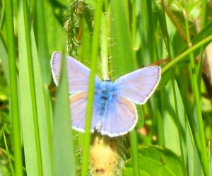 Zsuskának - kék pillangó